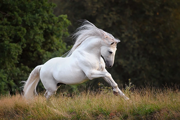 paardenfotografie-lusitano-hengst-galop-home5