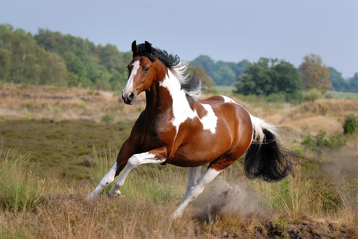 Hypo Focus Paardenfotografie. Gevlekt bont paard in galop