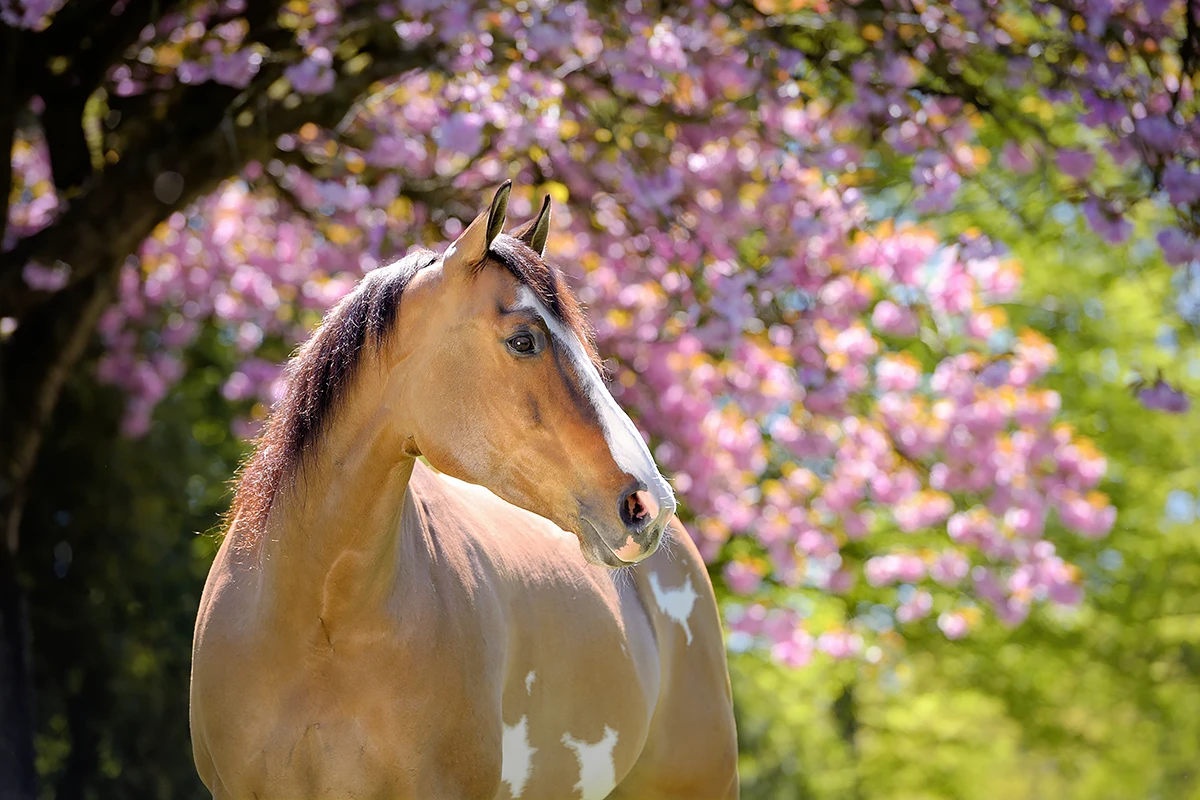 buckskin paint bont quarter horse paard kersenbloesem