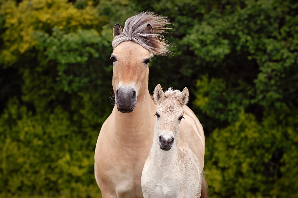 Hypo Focus Paardenfotografie. Fjordenmerrie met veulen