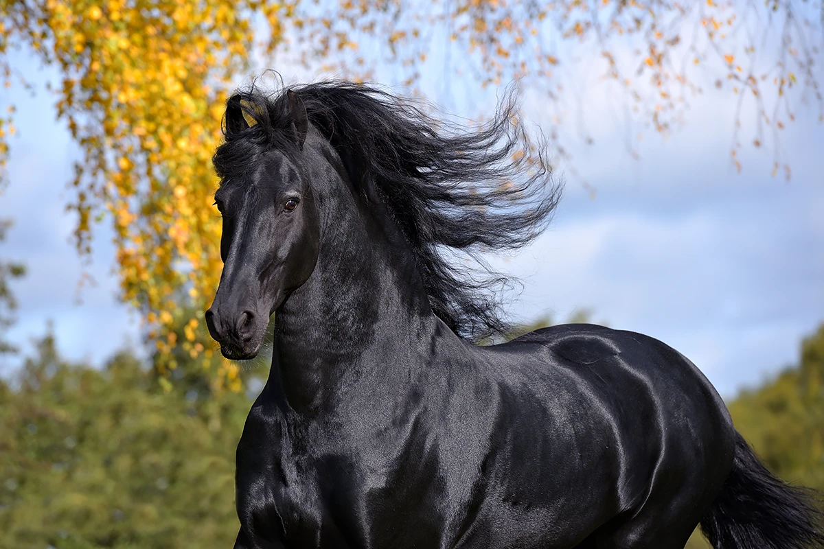 Friesche hengst in galop in het weiland in de herfst