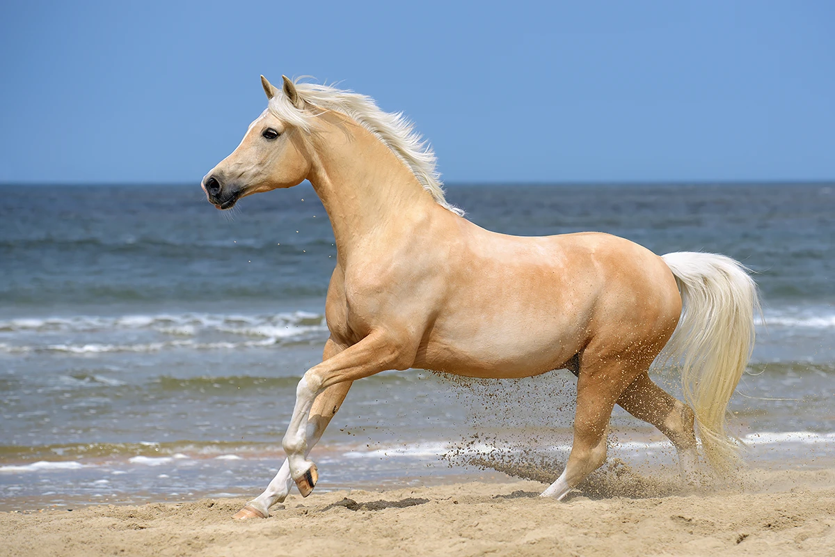 Hypo Focus Paardenfotografie. Palomino pony in galop over het strand met zee in de achtergrond in de zomer