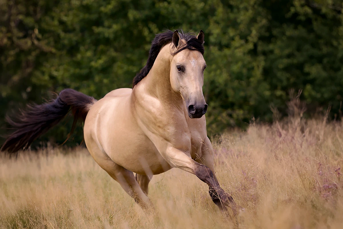 valkkleurige pony in galop in het veld - hypo focus paardenfotografie