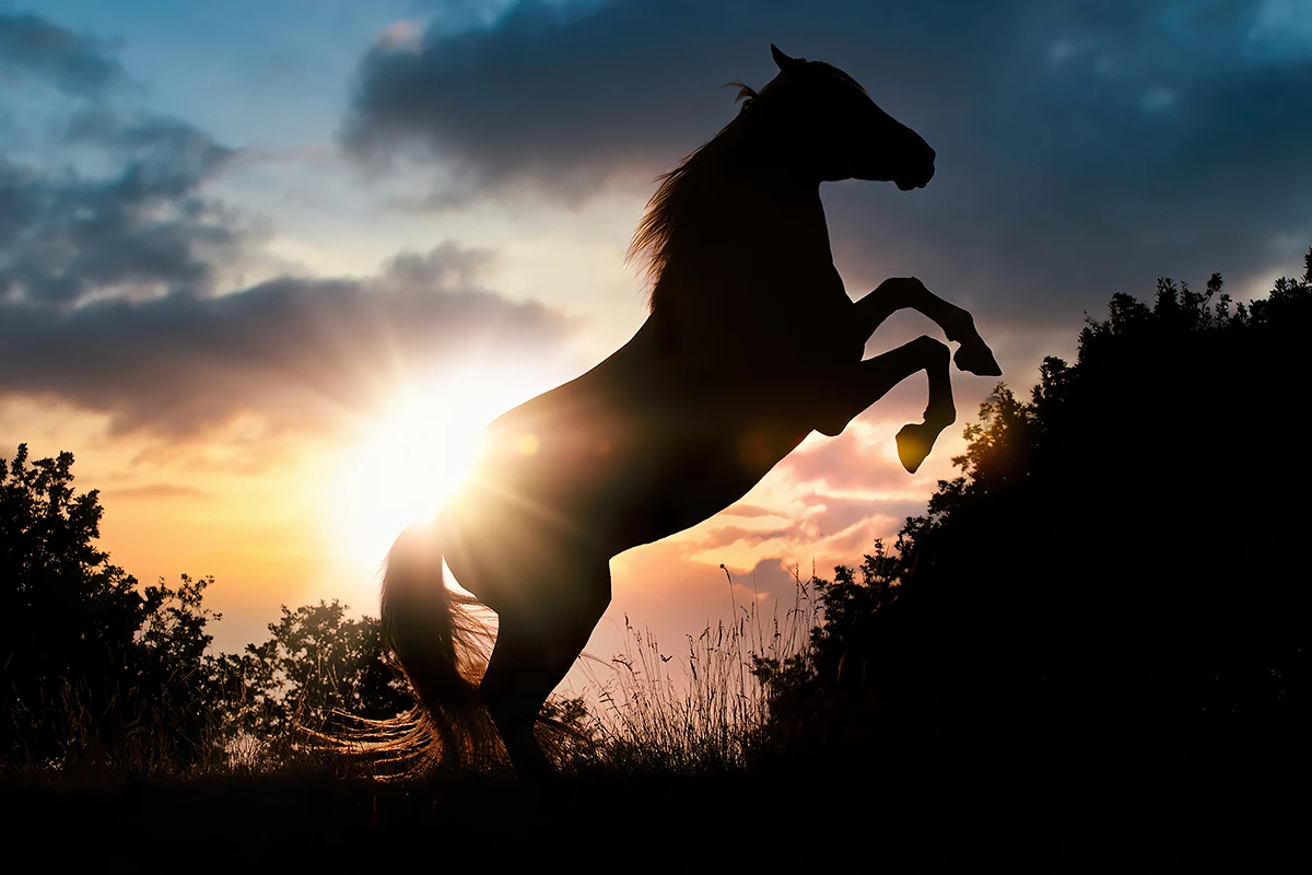 Hypo Focus Paardenfotografie. Steigerend paard bij zonsondergang