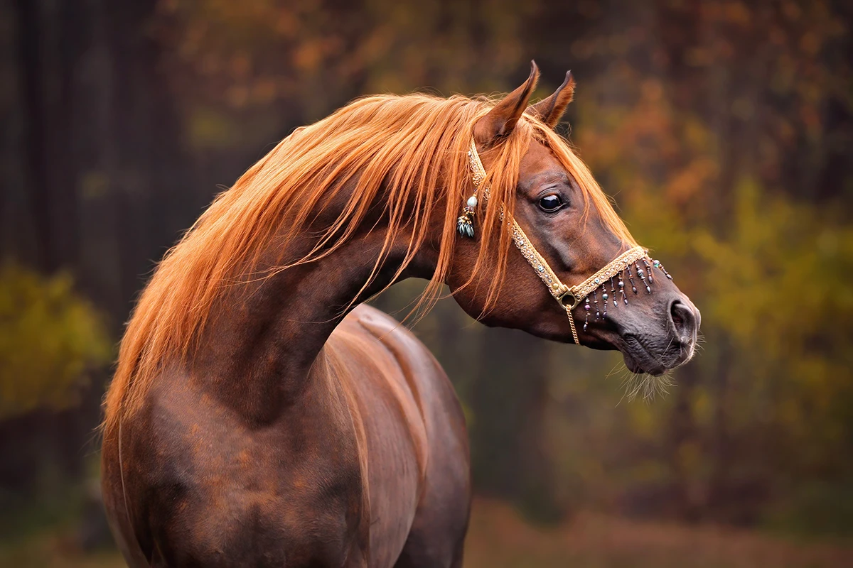 Hypo Focus Paardenfotografie. Vos arabisch volbloed af umoyo arabier arabian