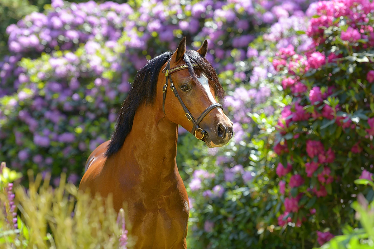 Bruine welshpony rhododendron bloemen voorjaar