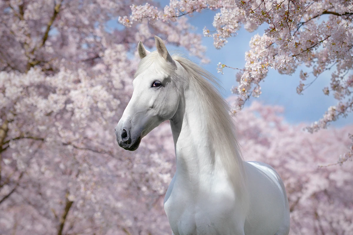 Portfolio paardenfotografie