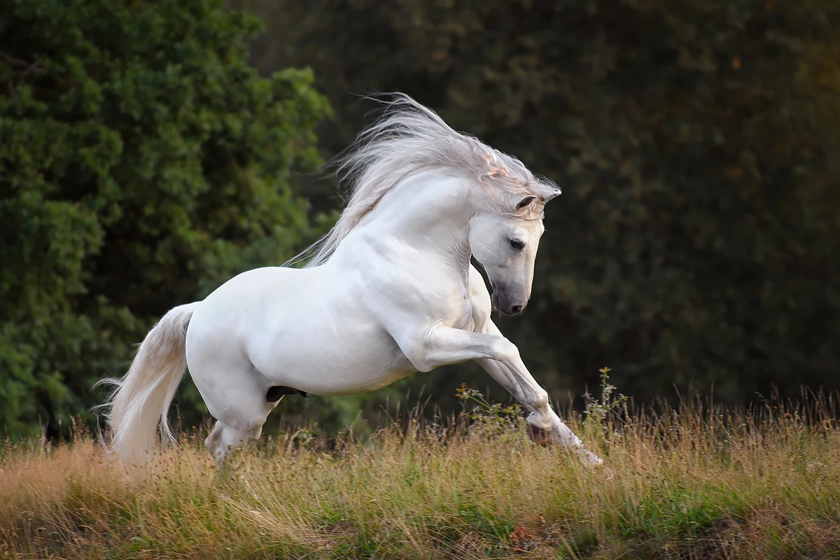 Witte lusitano galop barok sprookjespaard paardenfotograaf