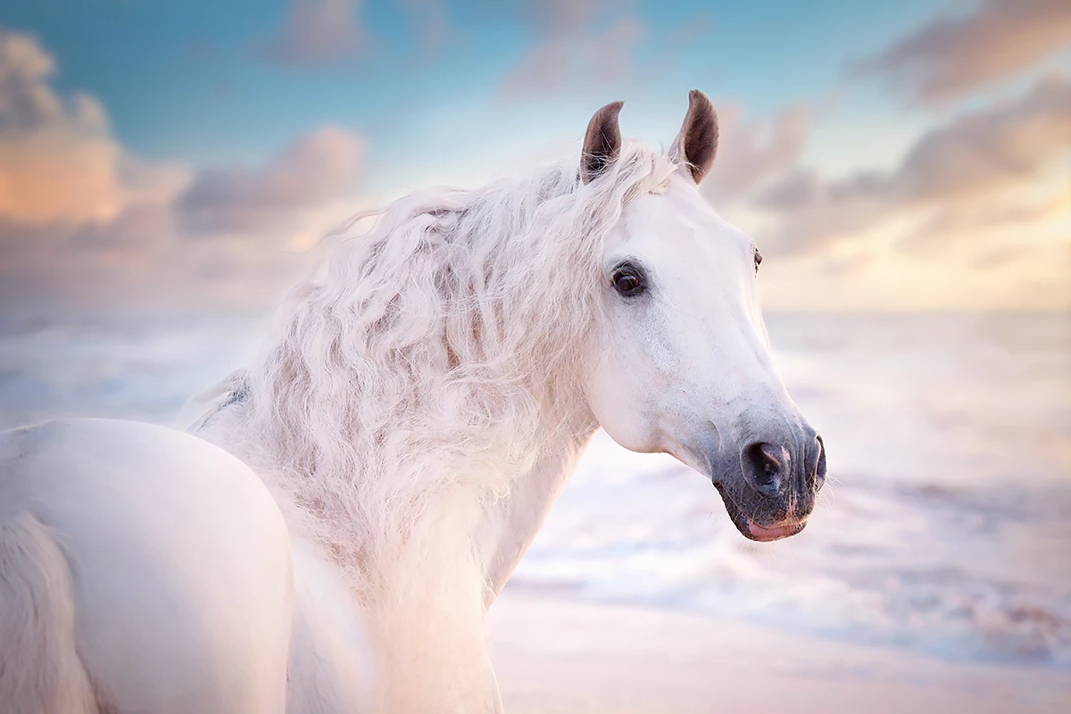 Witte lusitano hengst quilo zee zonsondergang hypo focus paardenfotografie. Investering in custom artwork.