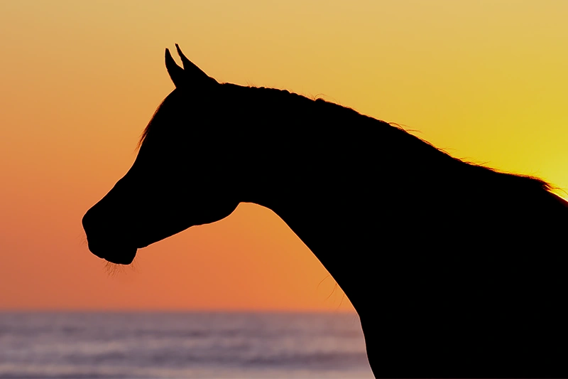 silhouet van een paard aan zee bij zonsondergang