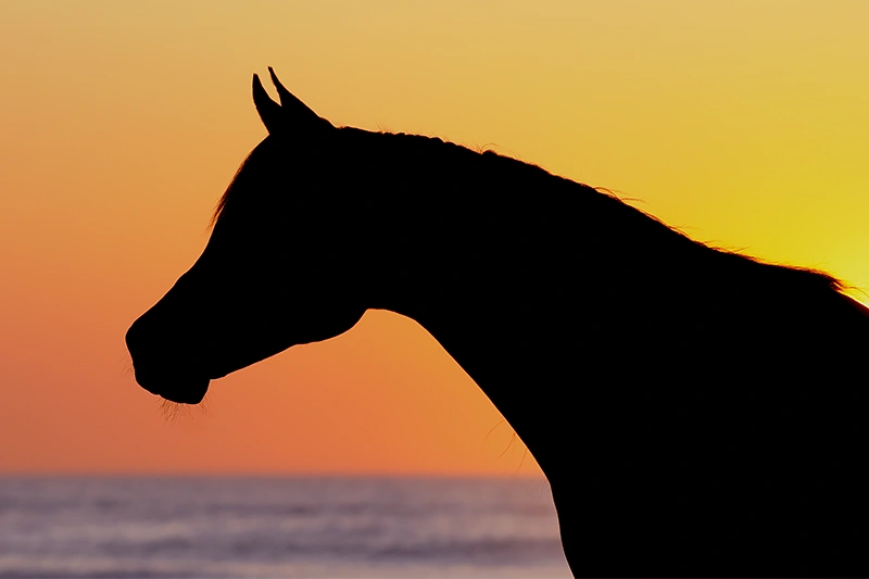 Silhouet van een paard aan zee bij zonsondergang