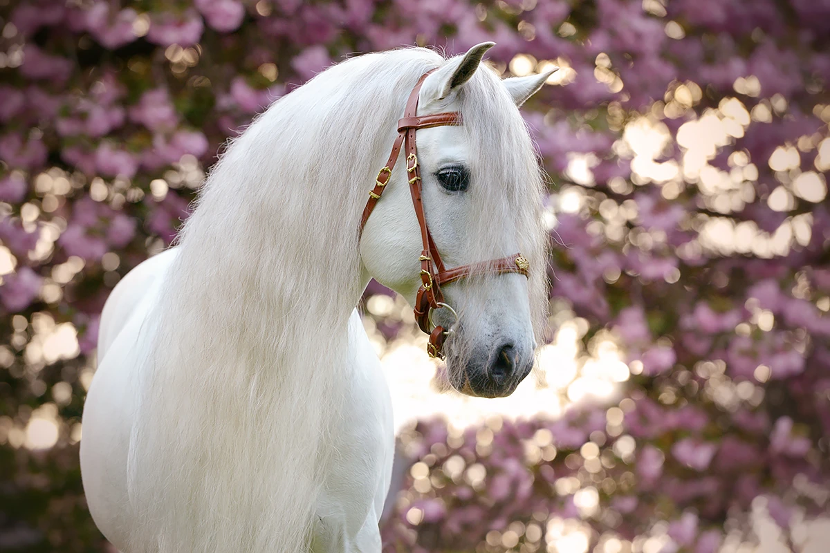 HypoFocus Paardenfotografie wit sprookjespaard lusitano kersenbloesem barok