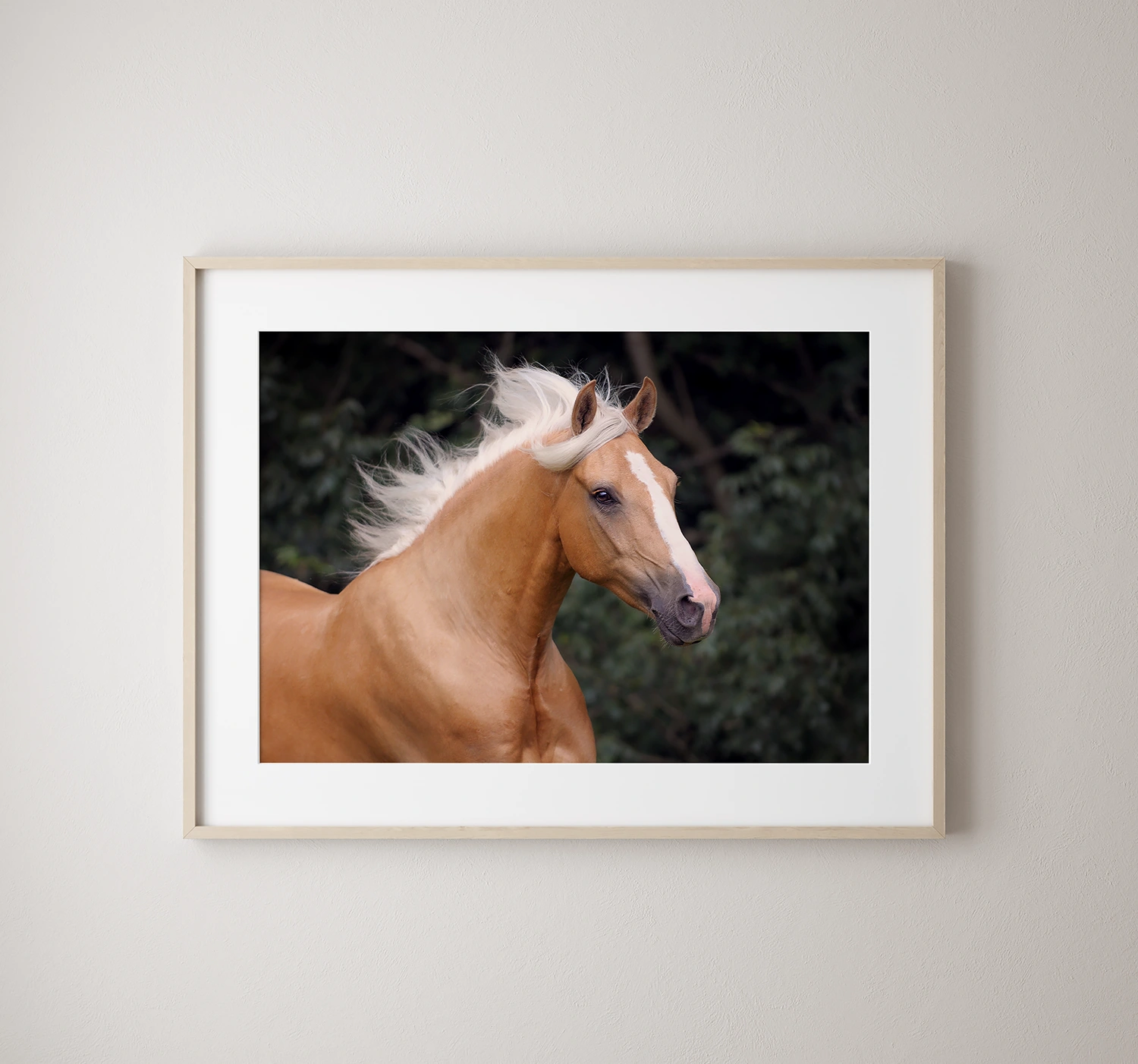 Ingelijste fine-art foto afdruk. Hypo Focus Paardenfotografie.