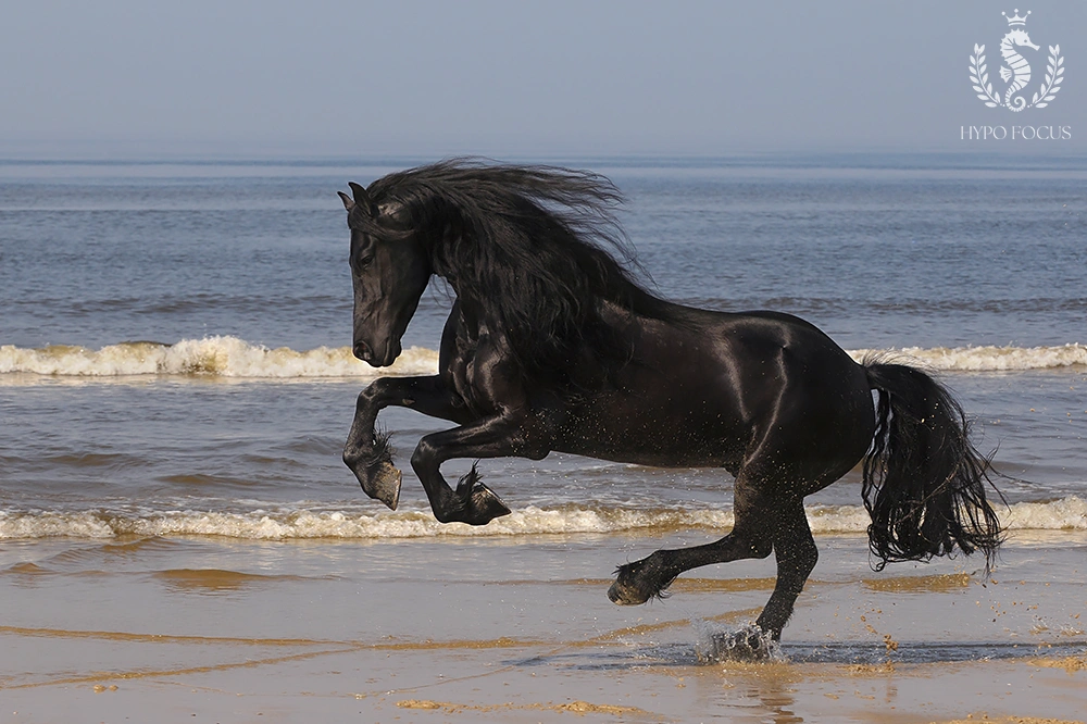 Paardenras: Fries