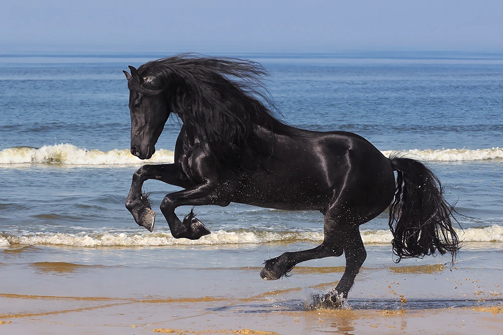 Fries paard galop aan zee - strand