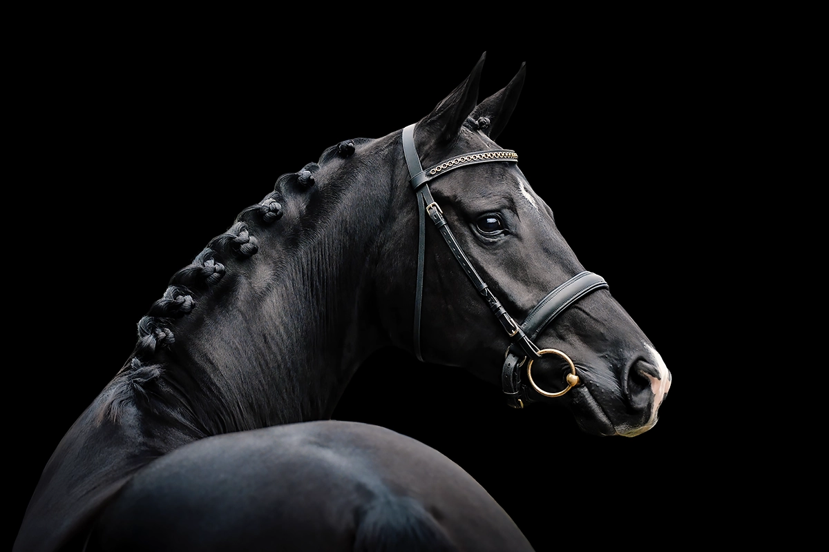 Paardenfotografie - Hypo Focus - Paardenfotograaf Femke Puijman