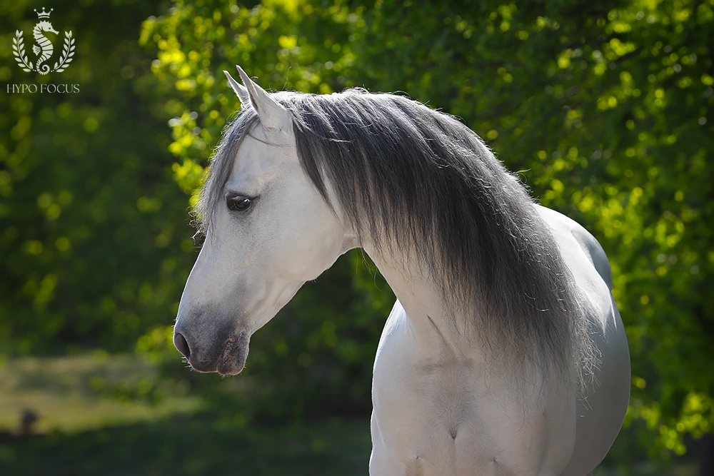 Paardenras: PRE - Andalusier