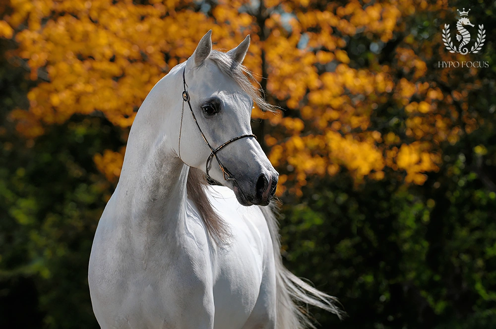 Paardenras: Arabisch Volbloed - Arabier