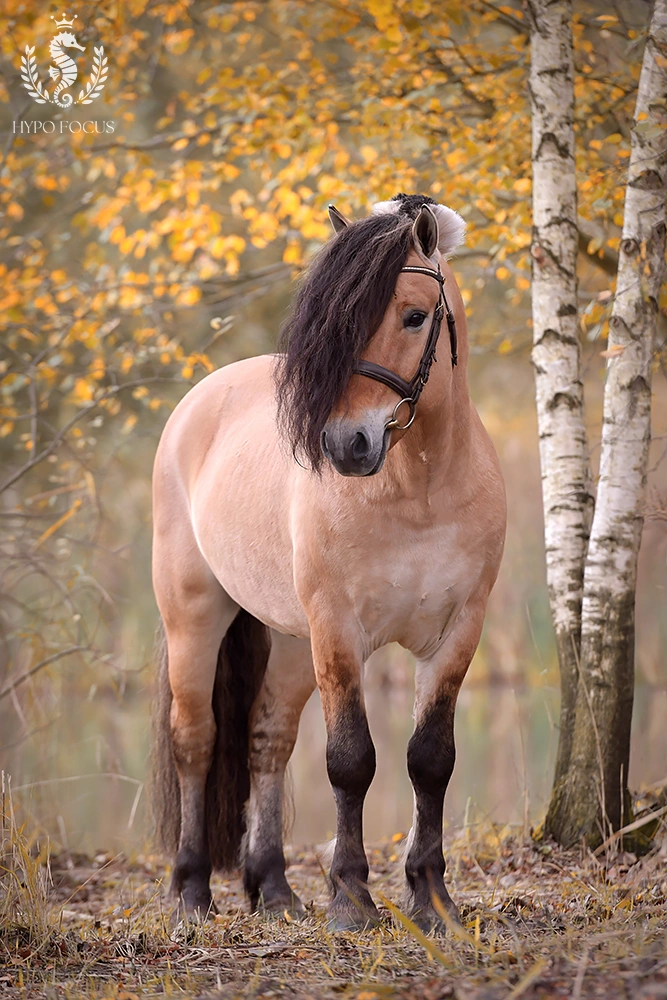 Paardenras: Fjord - Fjordenpaard