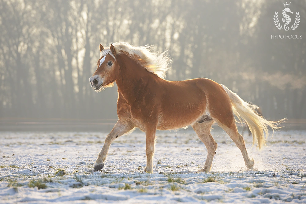 Paardenras: Haflinger