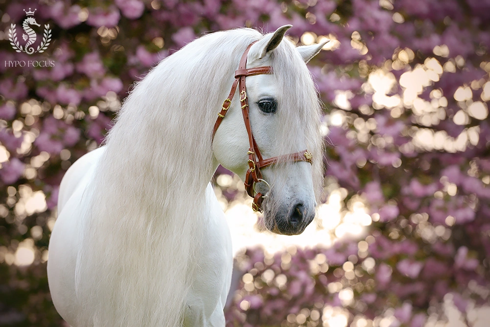 Paardenras: Lusitano