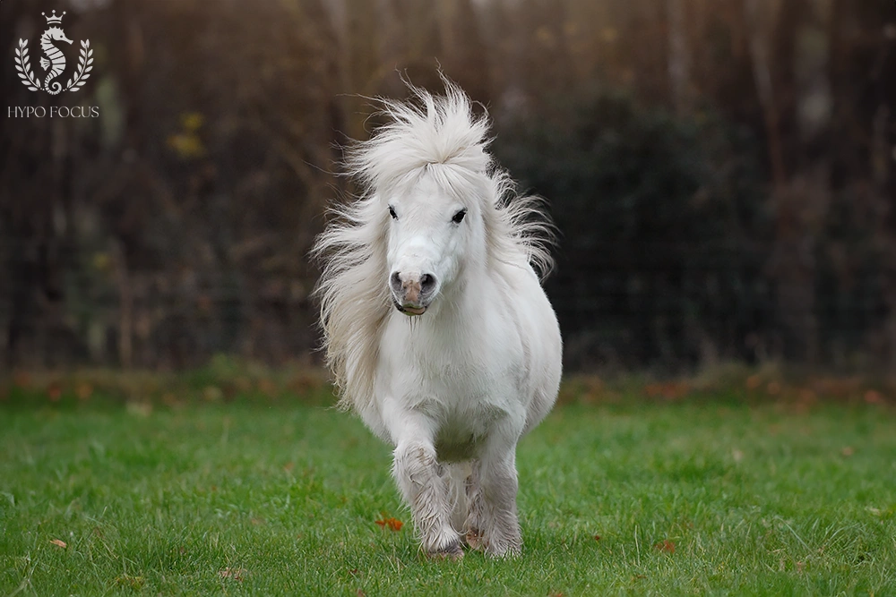 Paardenras: Shetlander - Shetlandpony