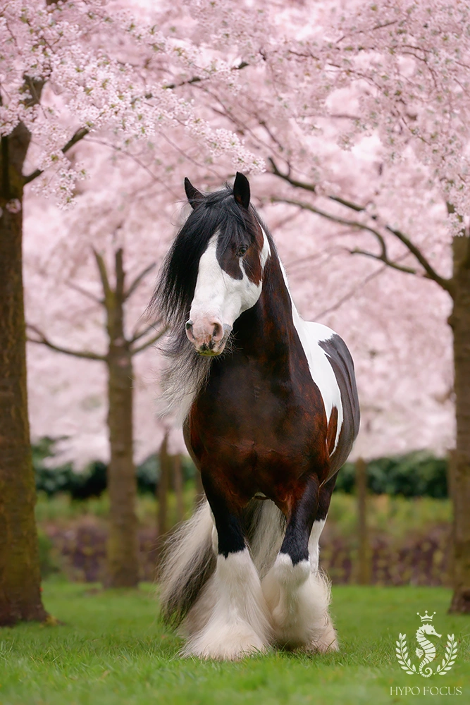 Paardenras: Tinker / Irish Cob