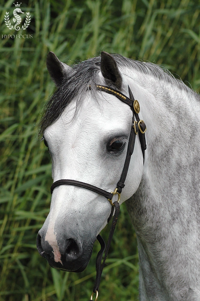 paardenras: Welsh pony