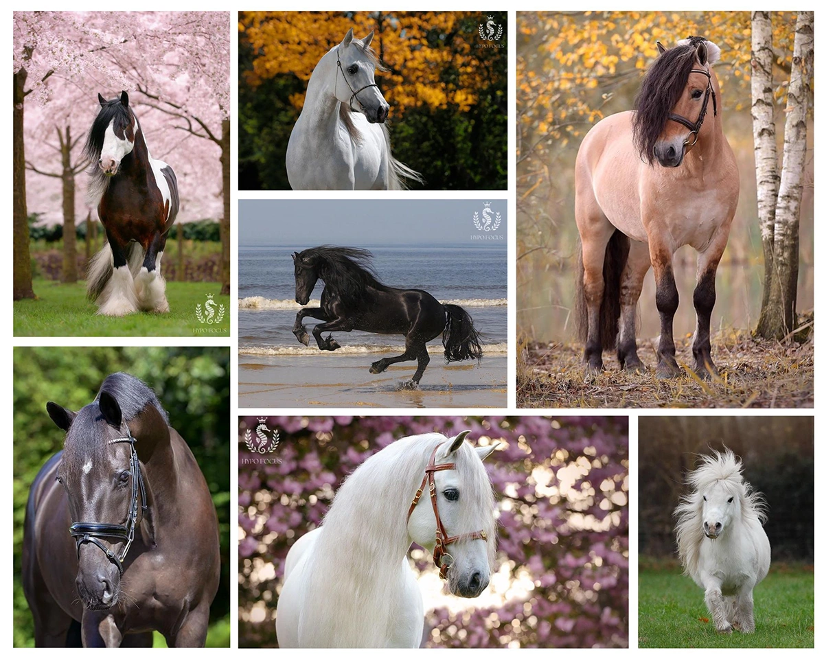 Top 10 meest fotogenieke paardenrassen
