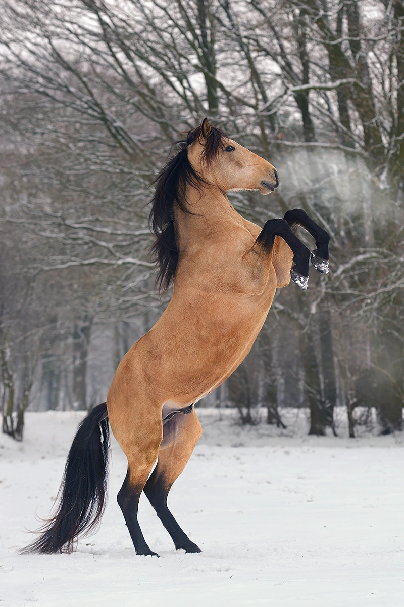 Fotoshoot van je paard - steigerend paard in de sneeuw