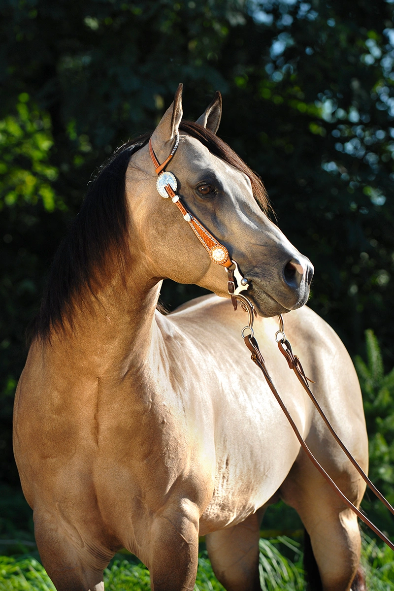 Western fotoreportage - fotoshoot met buckskin quarter horse