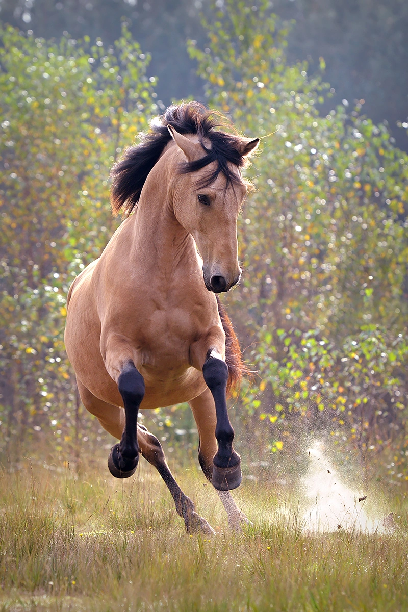 Paardenfotograaf Hypo Focus Barok paard maakt een sprong