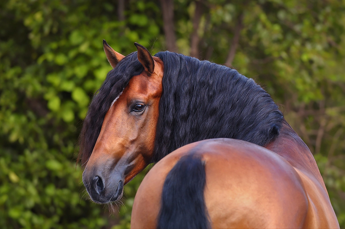 Paardenfotograaf Hypo Focus Lusitanohengst kijkt achterom