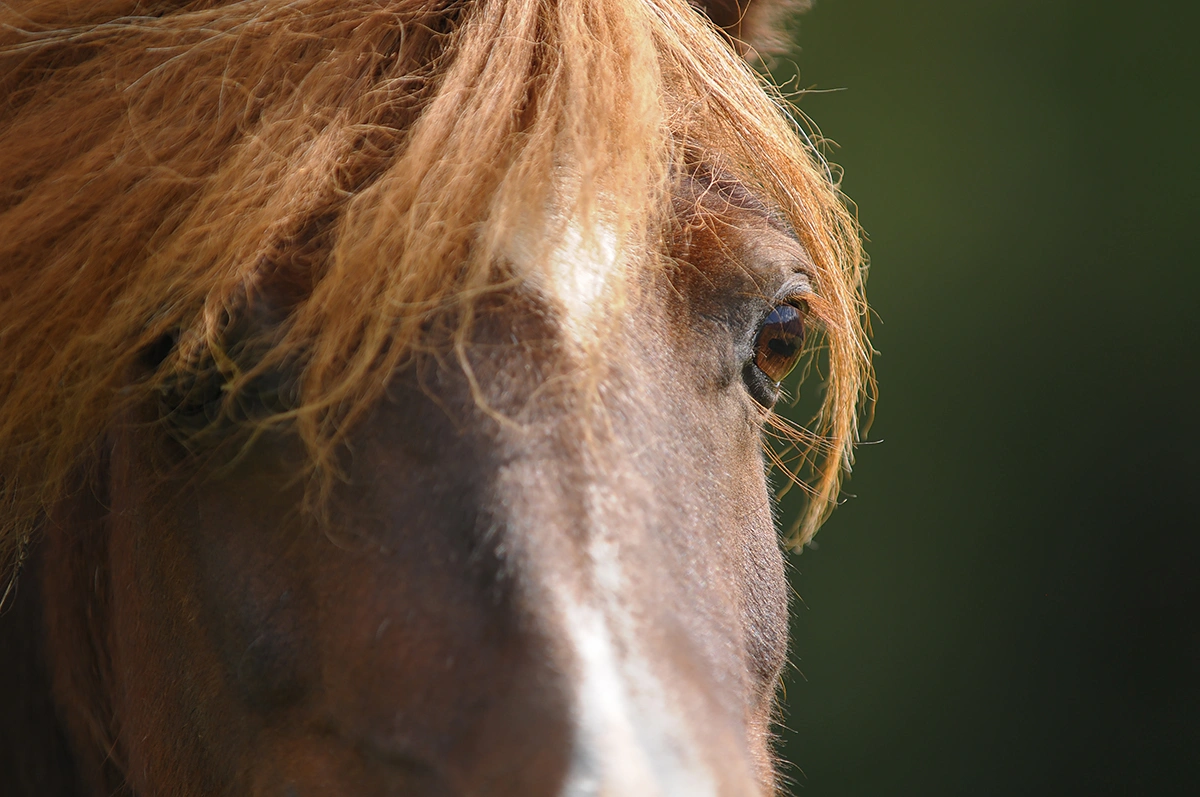 Close-up foto van een paardenoog door Hypo Focus Paardenfotografie