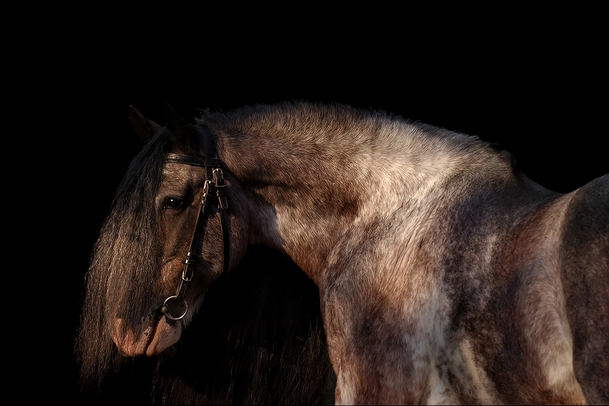 Clydesdale blackfoto / blackphoto / blackseries - Hypo Focus Paardenfotografie