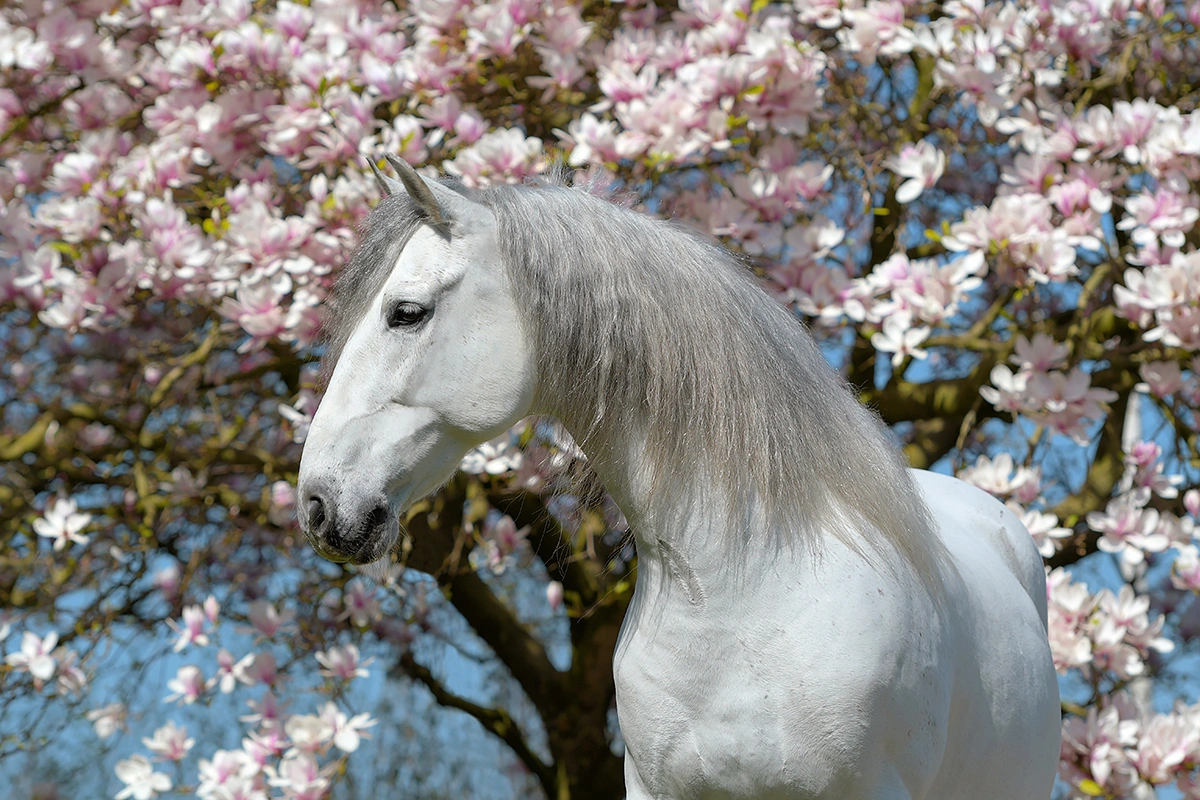 Barok paard tijdens een bloesemshoot door Hypo Focus Paardenfotografie