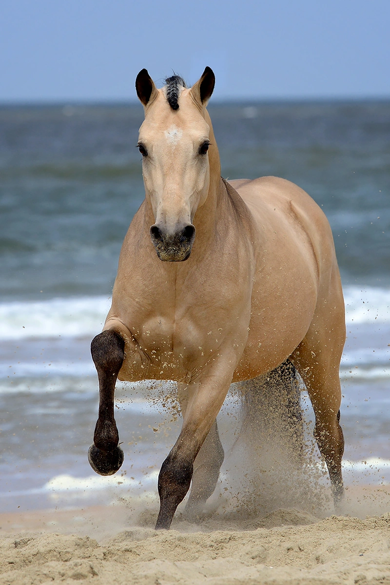 Fotoshoot van je paard door Hypo Focus Paardenfotografie. Pony in galop aan het strand.