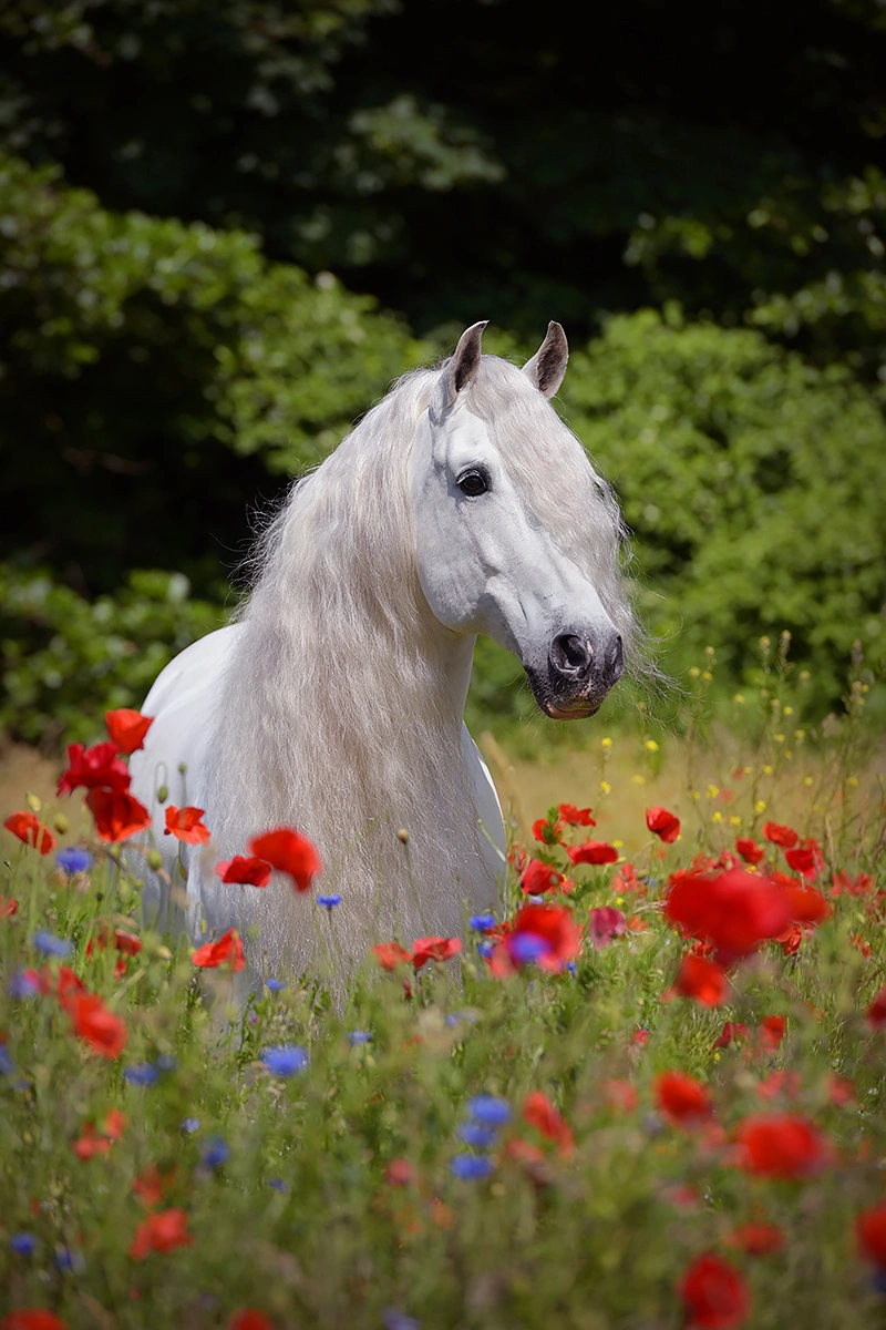 Paard in een veld met klaprozen. Schimmel, witte sprookjeshengst. Hypo Focus Paardenfotografie