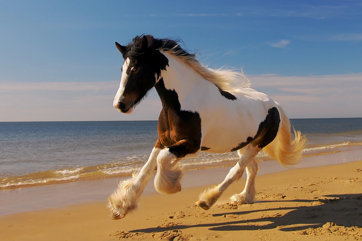 Tinker in galop op het strand. Cover van het boek "Paardenfotografie" door Hypo Focus