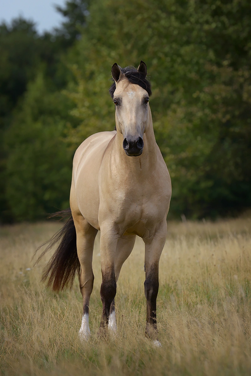 Valkkleurige pony in een veld, fotoshoot Hypo Focus Paardenfotografie