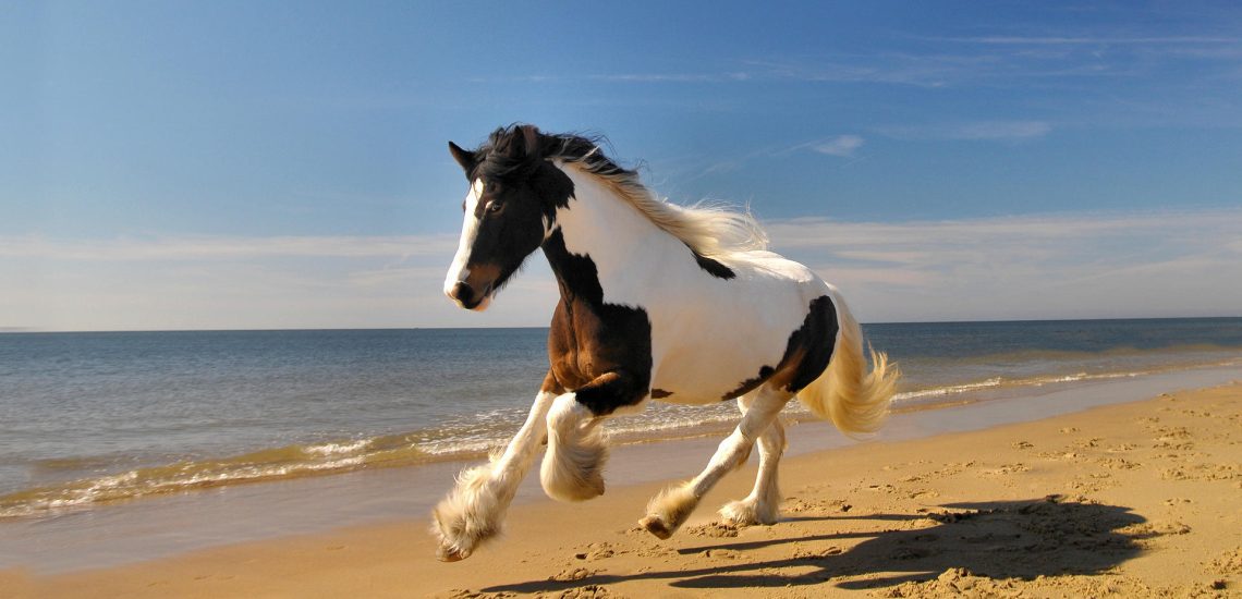 achtergrond boek paardenfotografie